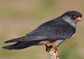 Amur Falcons