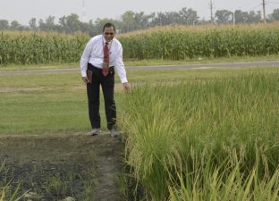 IARI Develops India’s First Non-GM Herbicide-Tolerant Rice