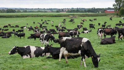 Various Forms of Agriculture