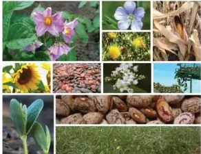 Crop Seasons