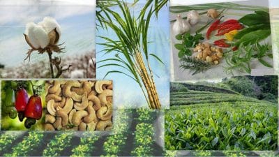 Plantation Crops