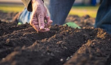 Soil Taxonomy or Classification