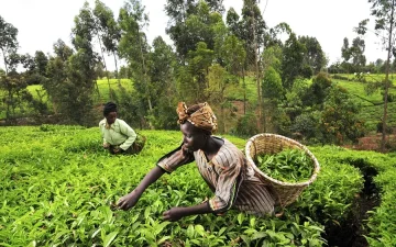India’s Shift Towards Efficient Fertiliser Usage