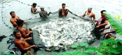 Dairy Sector, Poultry farming and Fishing