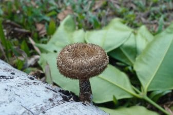 The Fascinating World of Fungi