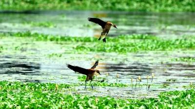 Ramsar Convention
