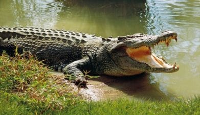 Important Animal Conservation Projects in India