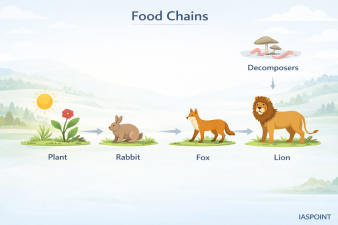Food Chains