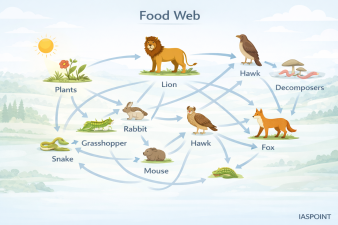 Food Web