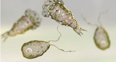 Naegleria Fowleri: The “Brain-Eating Amoeba