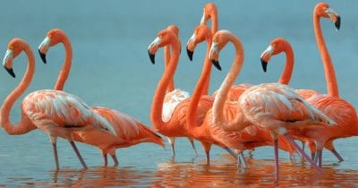 Thane Creek Flamingo Sanctuary