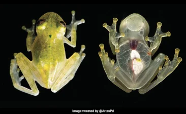 Glass Frog of the Costa Rican Rainforest