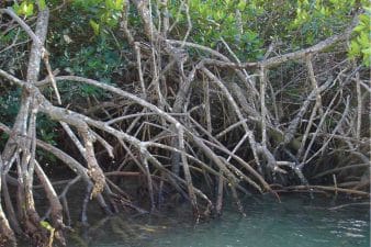 Mangrove Forest and Coral Reef