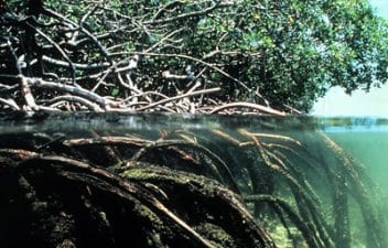 Salt Marshes and Estuaries