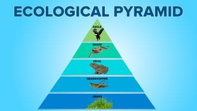 Ecological Relationship (Ecological Pyramid)
