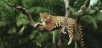 Biosphere Reserve & Panna Biosphere Reserve