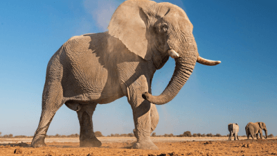 African Elephant