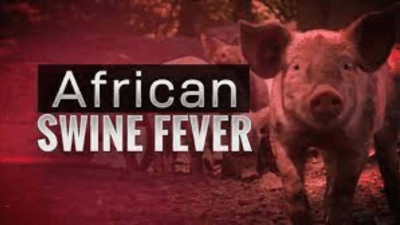 African Swine Fever