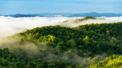 Compensatory Afforestation