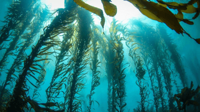 Decline of Kelp Forests Due to Climate Change