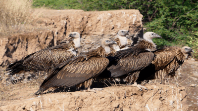 Himalayan Griffon Vulture