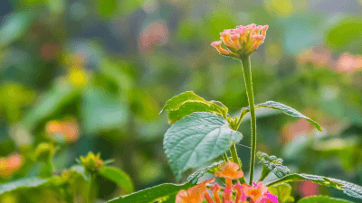 Impact of Invasive Alien Plant Species on Tiger Habitats: A Study by Wildlife Institute of India