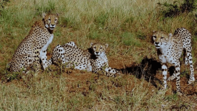 India-South Africa cheetah deal