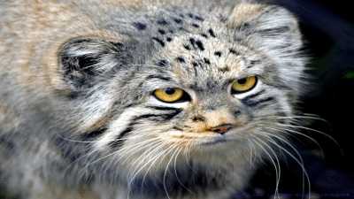 Pallas’s Cats
