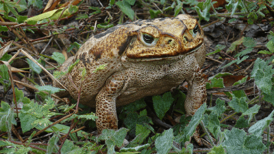 The Ecological Impact of the Invasive Cane Toad