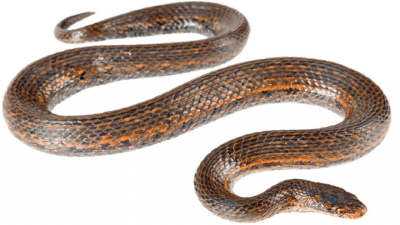 Tropidophis Cacuangoae