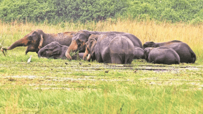 Elephant Conservation Network