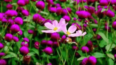Assam’s Floriculture Mission