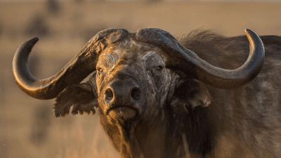 Cape Buffalo