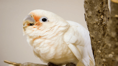 Goffins cockatoos