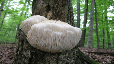 Hericium erinaceus