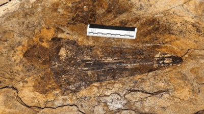 Hibbertopterus lamsdelli
