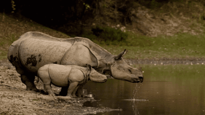 Kaziranga National Park