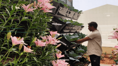 Low-Cost Vertical Farming Structure