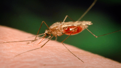 Anopheles Stephensi