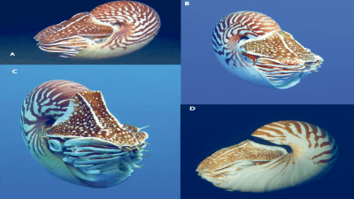 Nautiluses
