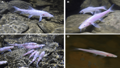 Neolissochilus pnar