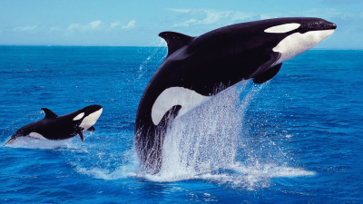 Orcas