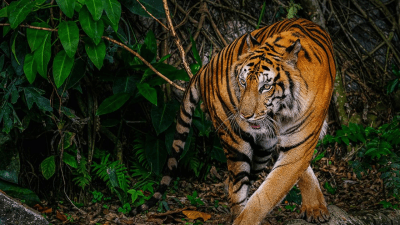 Periyar Tiger Reserve