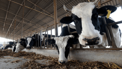Mad Cow Disease