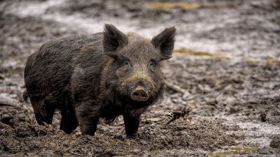 Super Pigs