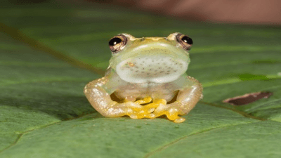 Ukaguru spiny-throated reed frog