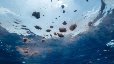 Whale excrement