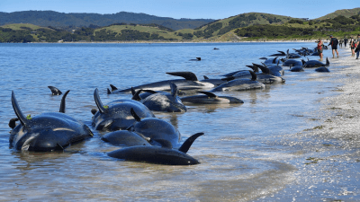 Whale Stranding