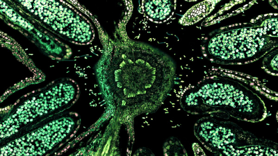 Glowscope