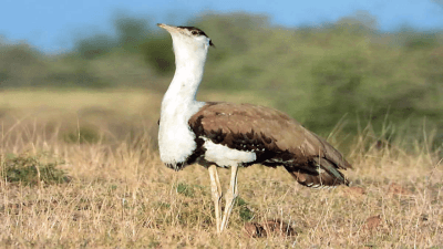 Great Indian Bustards